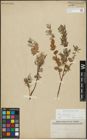 Foto von Salix repens subsp. incubacea (L.) A. Neumann